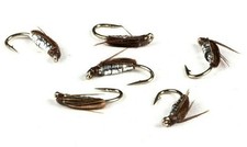 Weighted Fraser Corixa Still