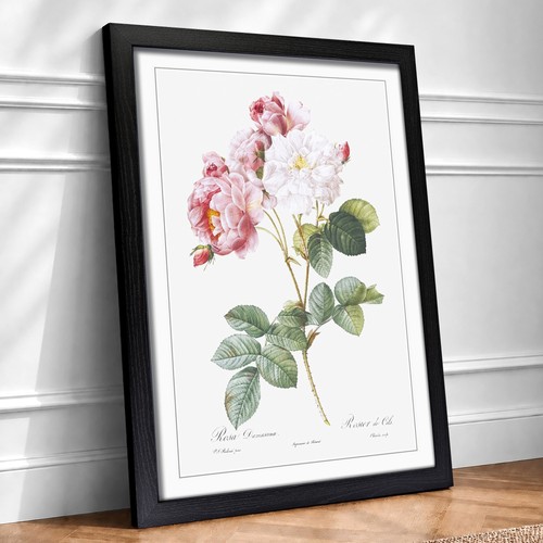 Damask roses pink flowers - roses,