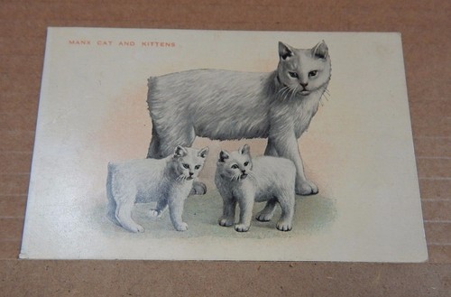 Postcard animals manx cat and - postcard,