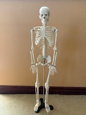 Anatomically Correct Skeleton