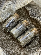 Royal Python Ball Python Snake