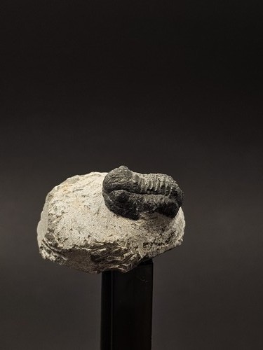 Genuine gerastos trilobite - gerastos,