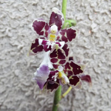 Oncidium Guann Shin `Sakuraf`