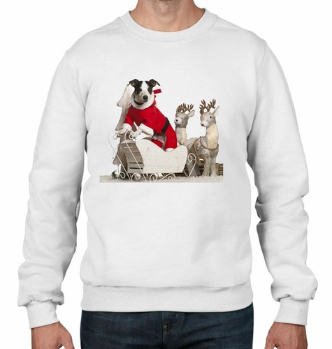 Jack russell dog - santa, claus