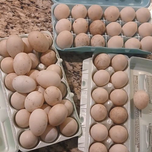 Khaki cambell duck hatching - cambell,