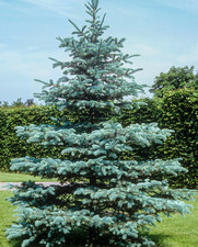 Blue Spruce Seeds - Picea