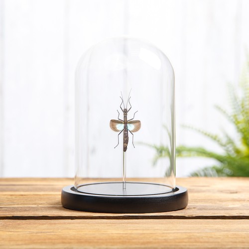 Taxidermy blue stick insect - blue, in