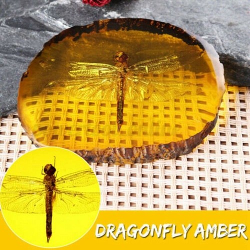 Amber fossil insects dragonfly - amber,