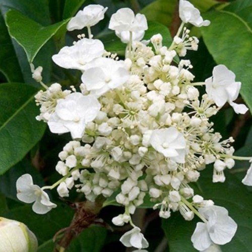 Hydrangea seemannii - hydrangea,