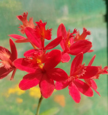 Epidendrum Red Dragon Orchid