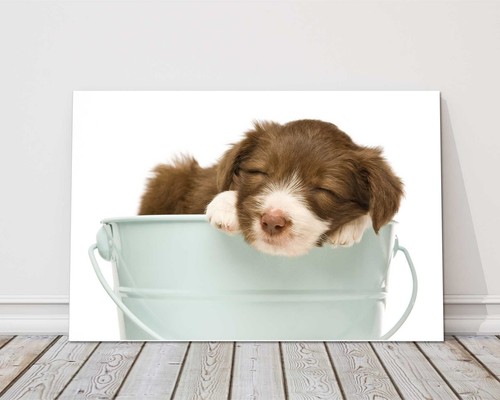 Border collie puppy - collie,