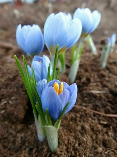 100crocus blue pearl bulbs - blue,