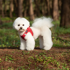 Small Dog Breathable Mesh Harness Soft Puppy Vest Chest Strap XXXS-L SGSPET