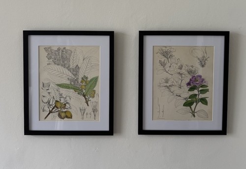 Antique set botanical - set,