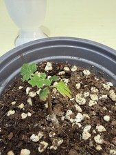 Rare Boswellia sacra