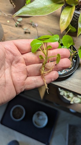 Baby chinese money plant - chinese,
