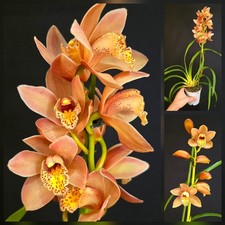 Mini Cymbidium "Coral". 1