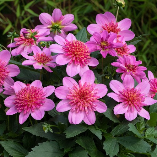 Dahlia dalina maxi pink - dahlia,