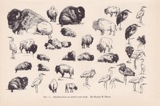 1934 ANIMAL SKETCHES Print - Bison & Birds Wall Art - 9.15 x 6 Inches