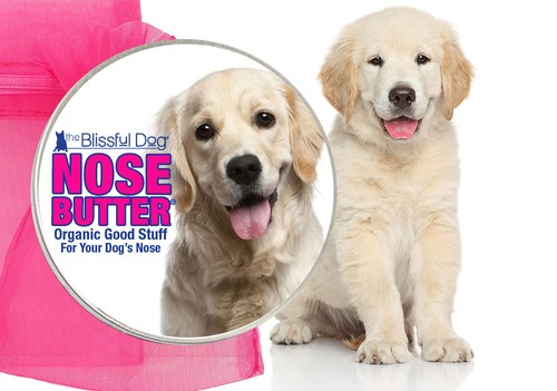 Blissful dog nose butter - blissful, dogue