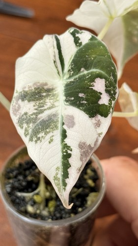 Alocasia reginula black velvet - alocasia,