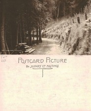 Vintage Postcard - Pine Wood