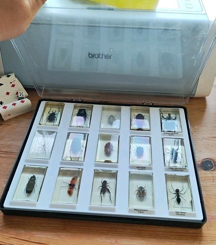 Mounted pinned insect - mounted,