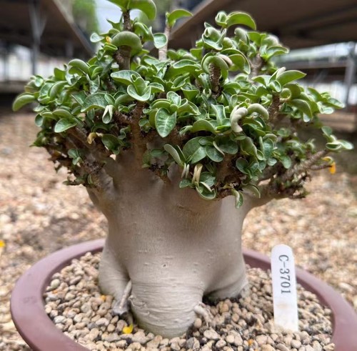 Adenium obesum wysiwyg garden - obesum,