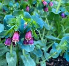 3 x Cerinthe Major