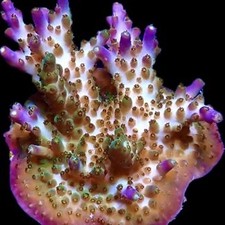 TRI BERRY ACROPORA