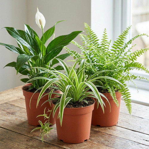 Air purifying houseplants - air,