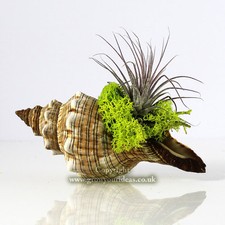 TILLANDSIA Air Plant Kit