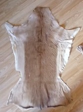 Springbok Skin Hide Fur for Rug or Crafts
