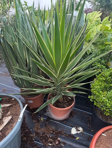 Variegated yucca striking - yucca, •