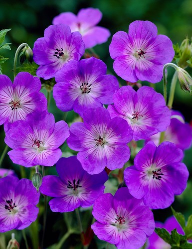 Geranium rozanne hardy - geranium,