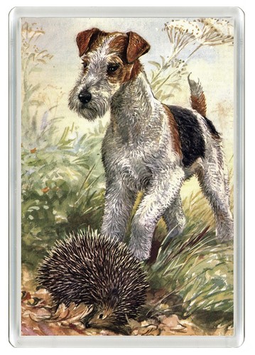 Wire fox terrier dog - fox,