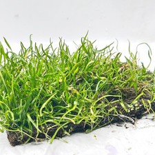 Live Aquarium Carpet Plants on