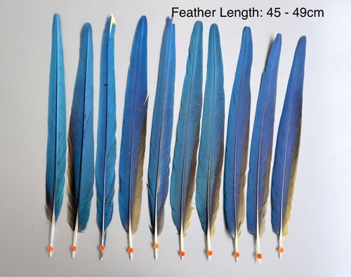 Parrot macaw feather crafts - macaw,