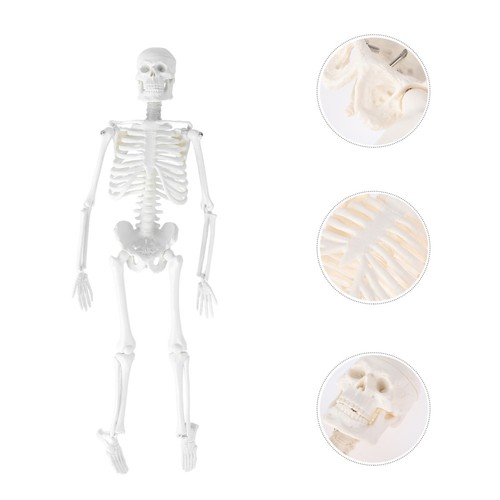 Human skeleton model durable - skeleton,