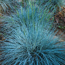 3 X Festuca glauca 'Intense Blue' Fescue Evergreen Hardy Shrub Grass | 9cm Pot