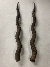 Blackbuck Horns 22 Inch Long