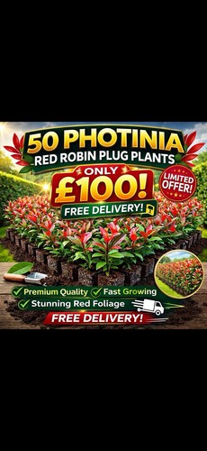 Photinia red robin - photinia,