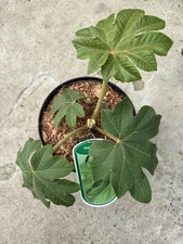 Tetrapanax papyrifera Rex 3L