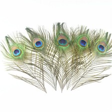 5pcs Natural Real Peacock