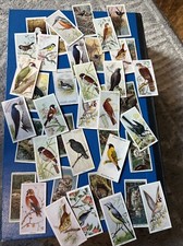 10 x Birds/winged/flying