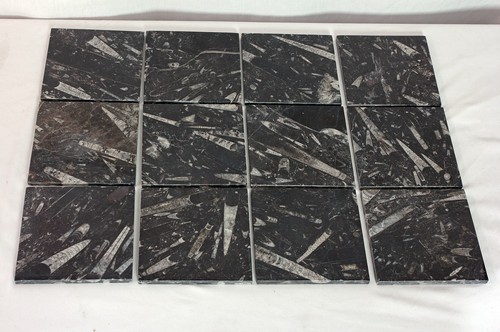 Orthoceras fossil tiles - fossil,