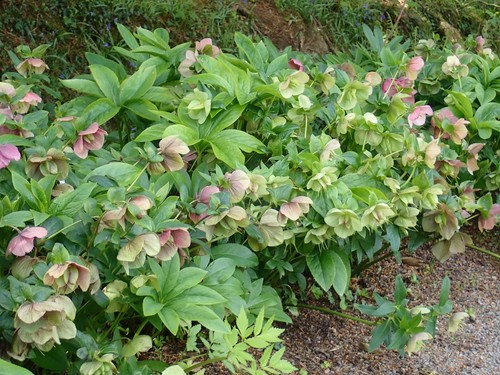 Mixed hellebore christmas - hellebore, (christmas