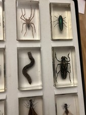 15 preserved insects spiders