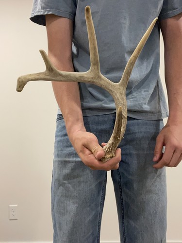 Kansas point white tail shed - 4,