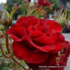 Summer Fragrance - Hybrid Tea Rose FREE NATIONWIDE DELIVERY